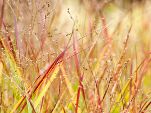 switchgrass